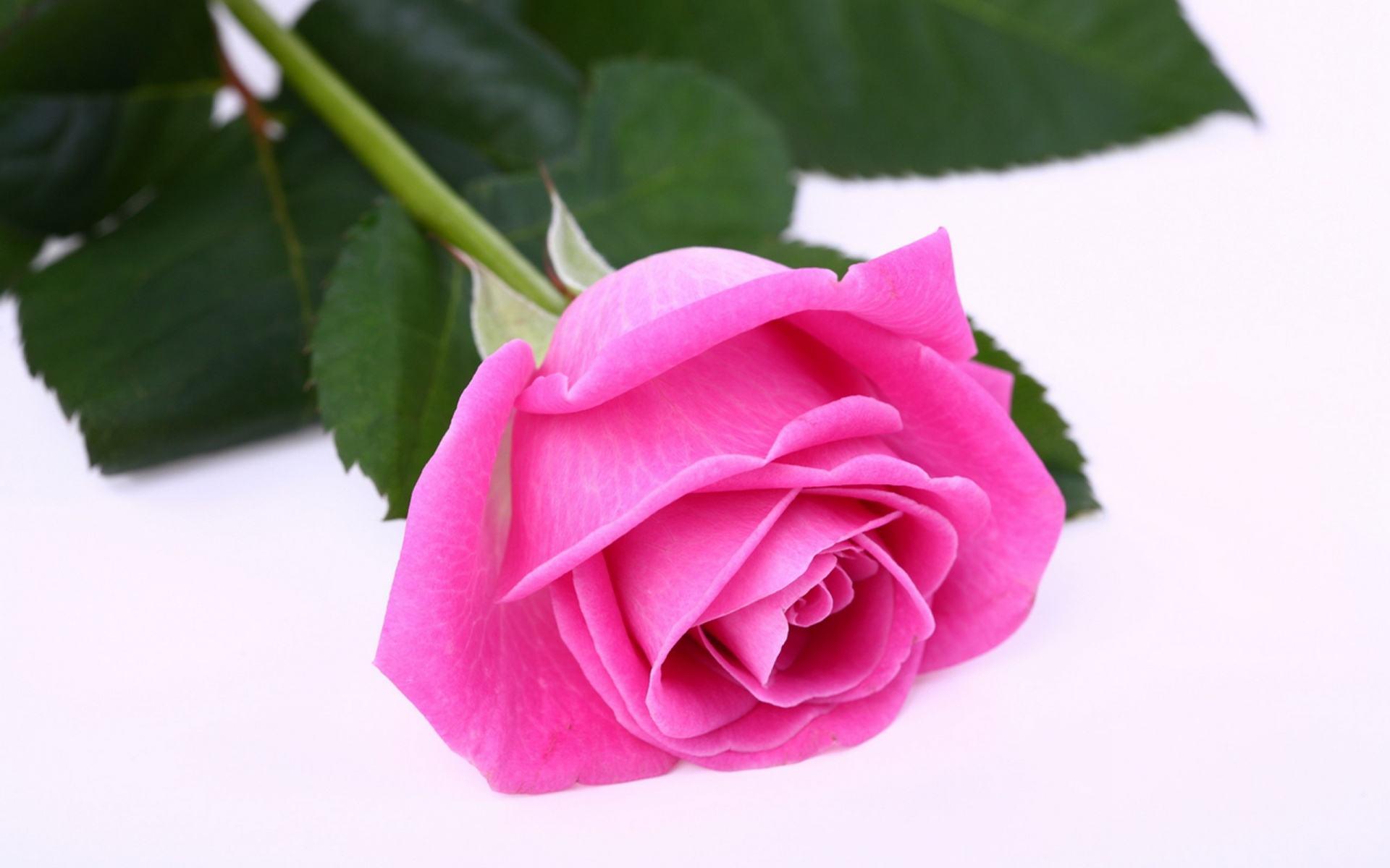 1920x1200 Beautiful pink roses wallpaper
