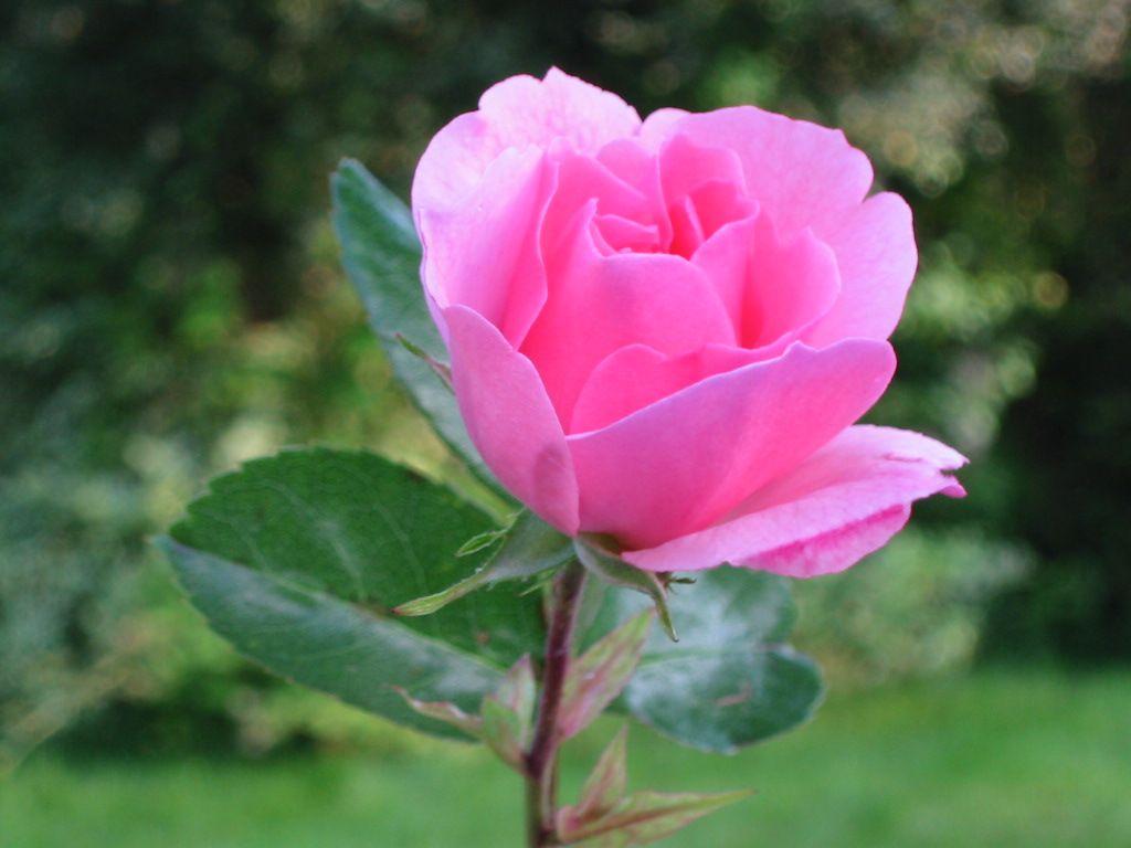 1024x768 Beautiful Pink Roses Wallpaper Free Download