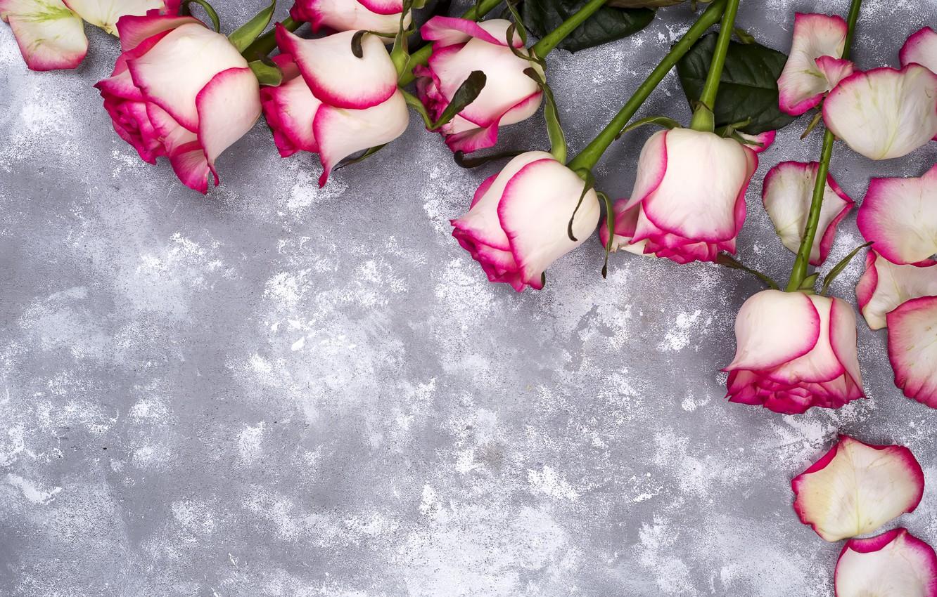 1332x850 Wallpaper flowers, roses, petals, pink, white, pink, flowers, beautiful, petals, roses image for desktop, section цветы