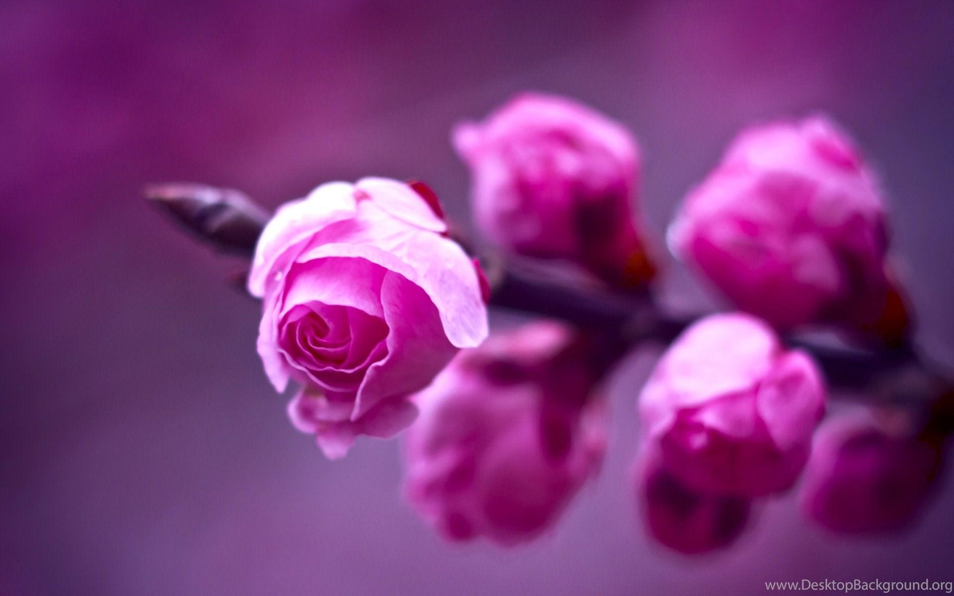 1920x1200 Beautiful Pink Roses Wallpaper Desktop Background
