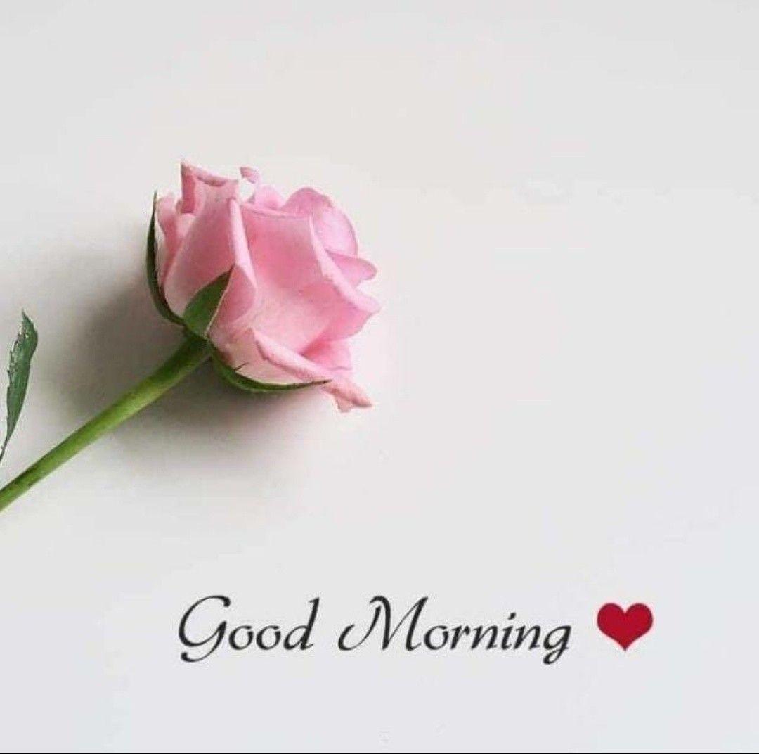 1080x1072 Beautiful Good Morning Image with Flowers to Wish in Morning