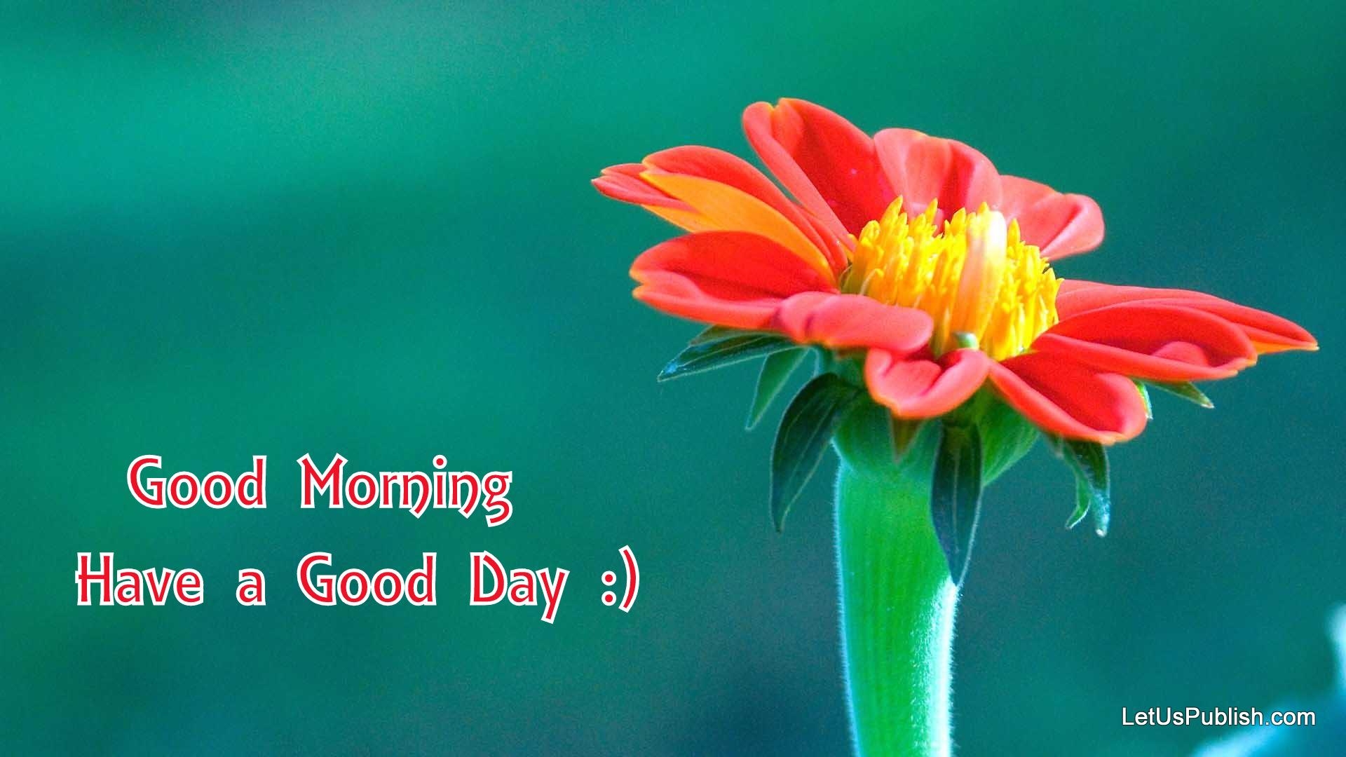 1920x1080 Good Morning Wallpaper Free Download