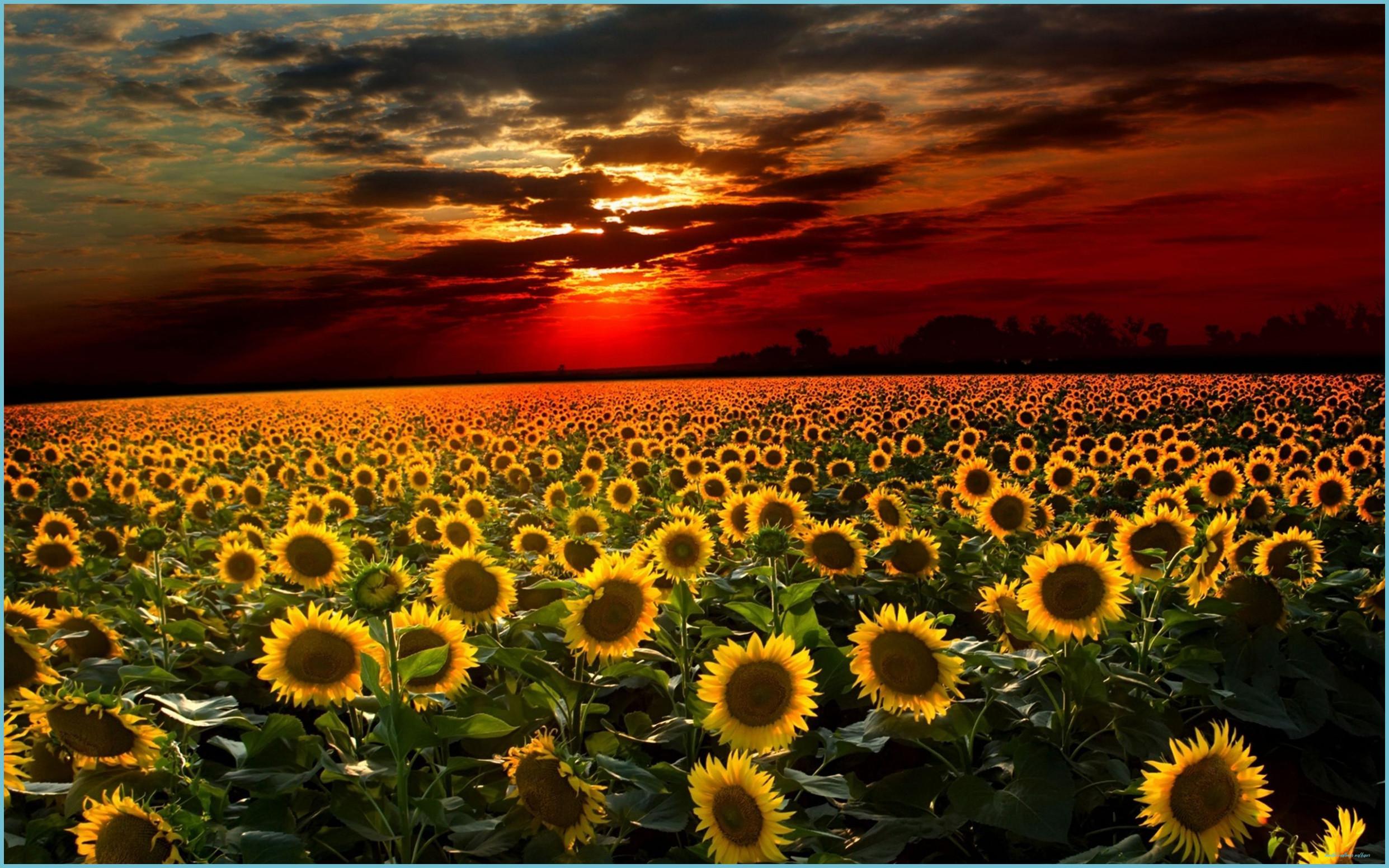 2483x1552 The Cheapest Way To Earn Your Free Ticket To Beautiful Sunflower Wallpaper. Beautiful Sunflower Wallpaper