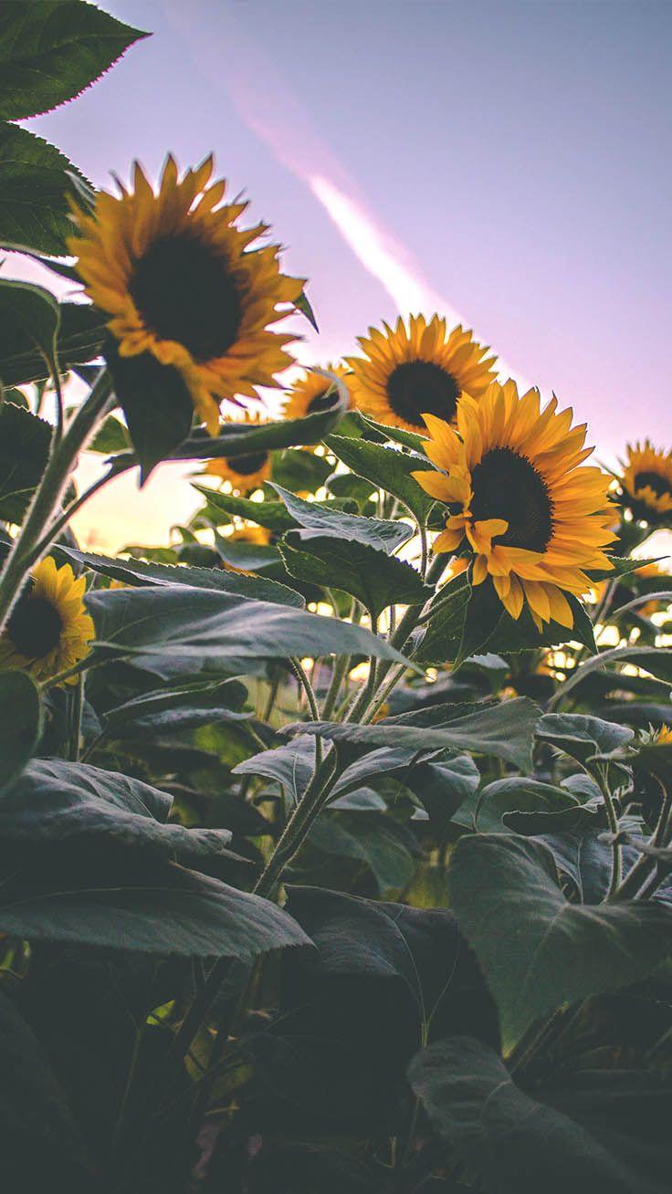736x1308 SUNFLOWERS. iPhone Wallpaper ideas. sunflower iphone wallpaper, sunflower wallpaper, iphone wallpaper
