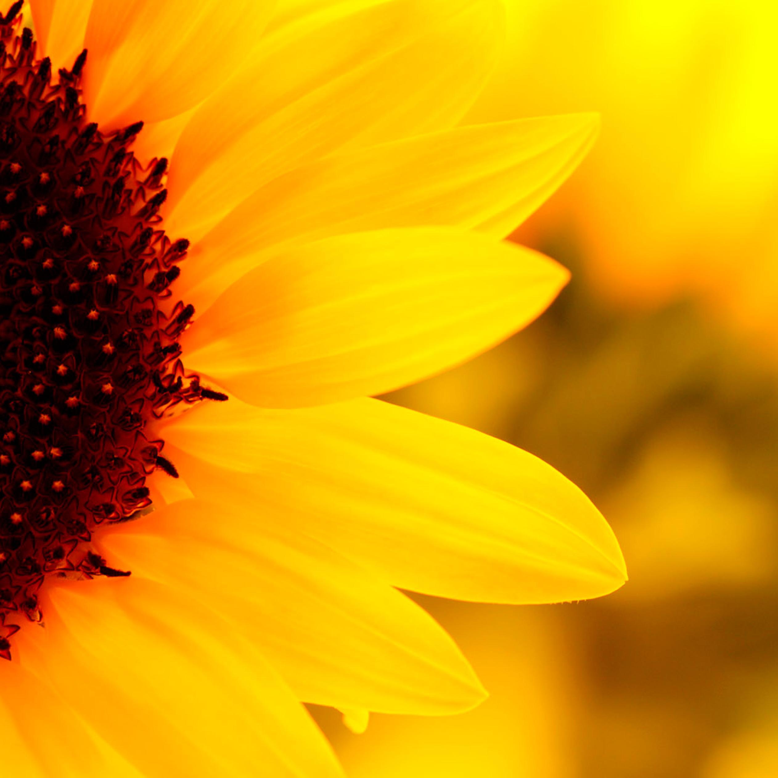 2524x2524 Beautiful macro wallpaper with sunflower