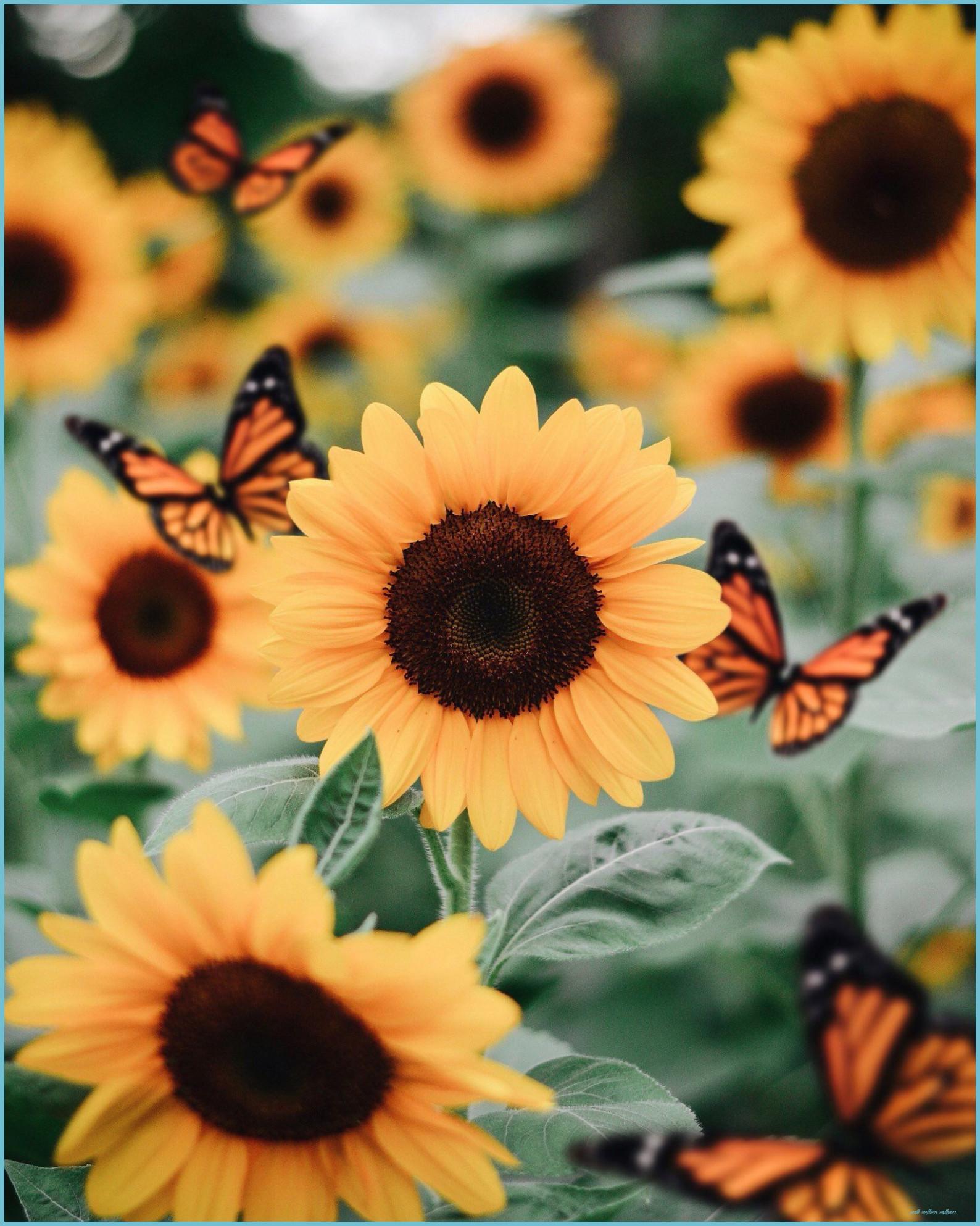 1588x1986 Sunflowers