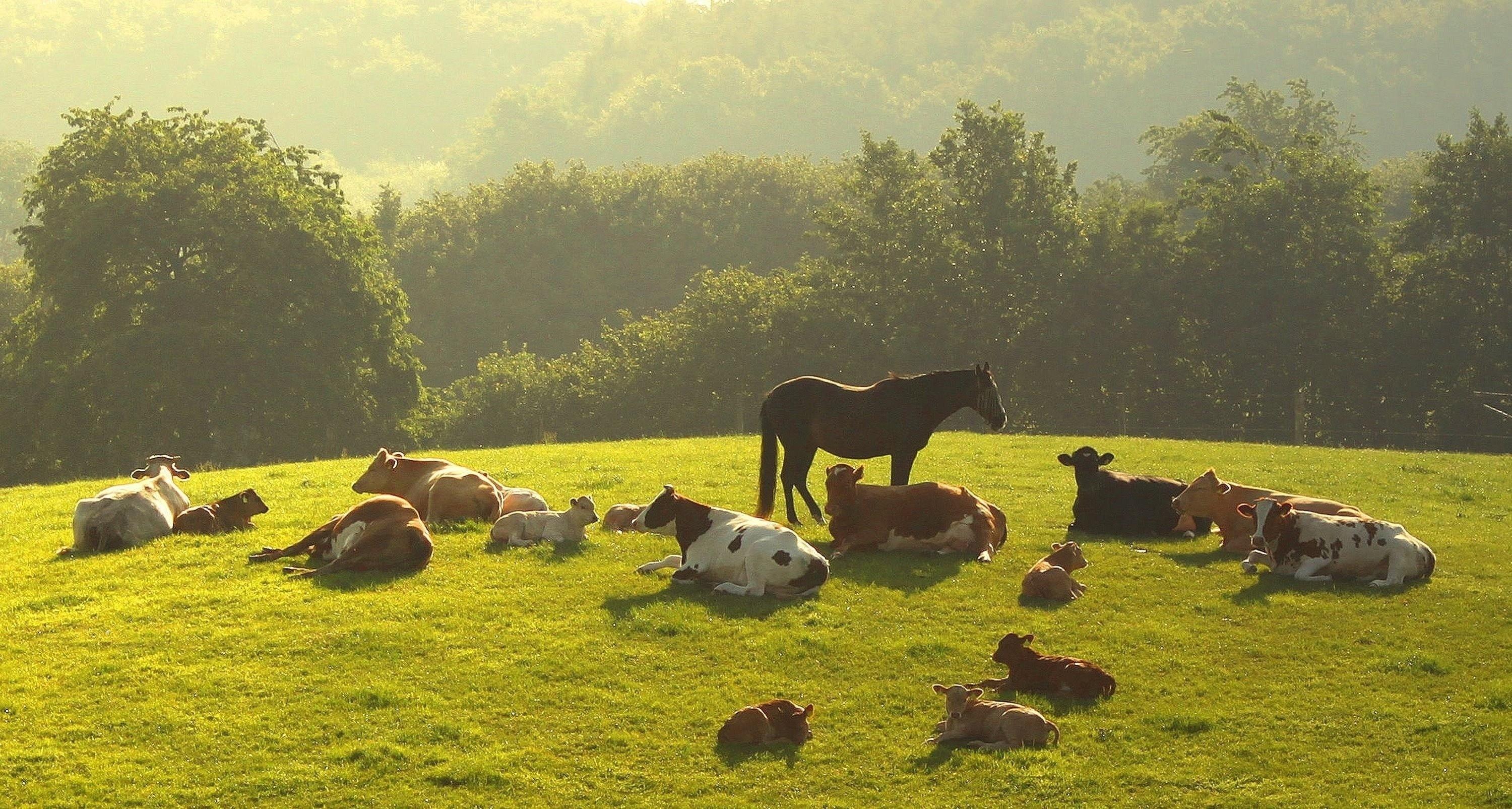 3000x1605 trees animals horses cows farm life baby animals 3000x1605 wallpaper High Quality Wallpaper, High Definition Wallpaper
