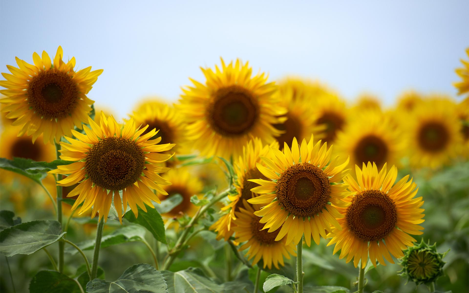 1920x1200 Best beautiful sunflower wallpaper HD collection for the desktop