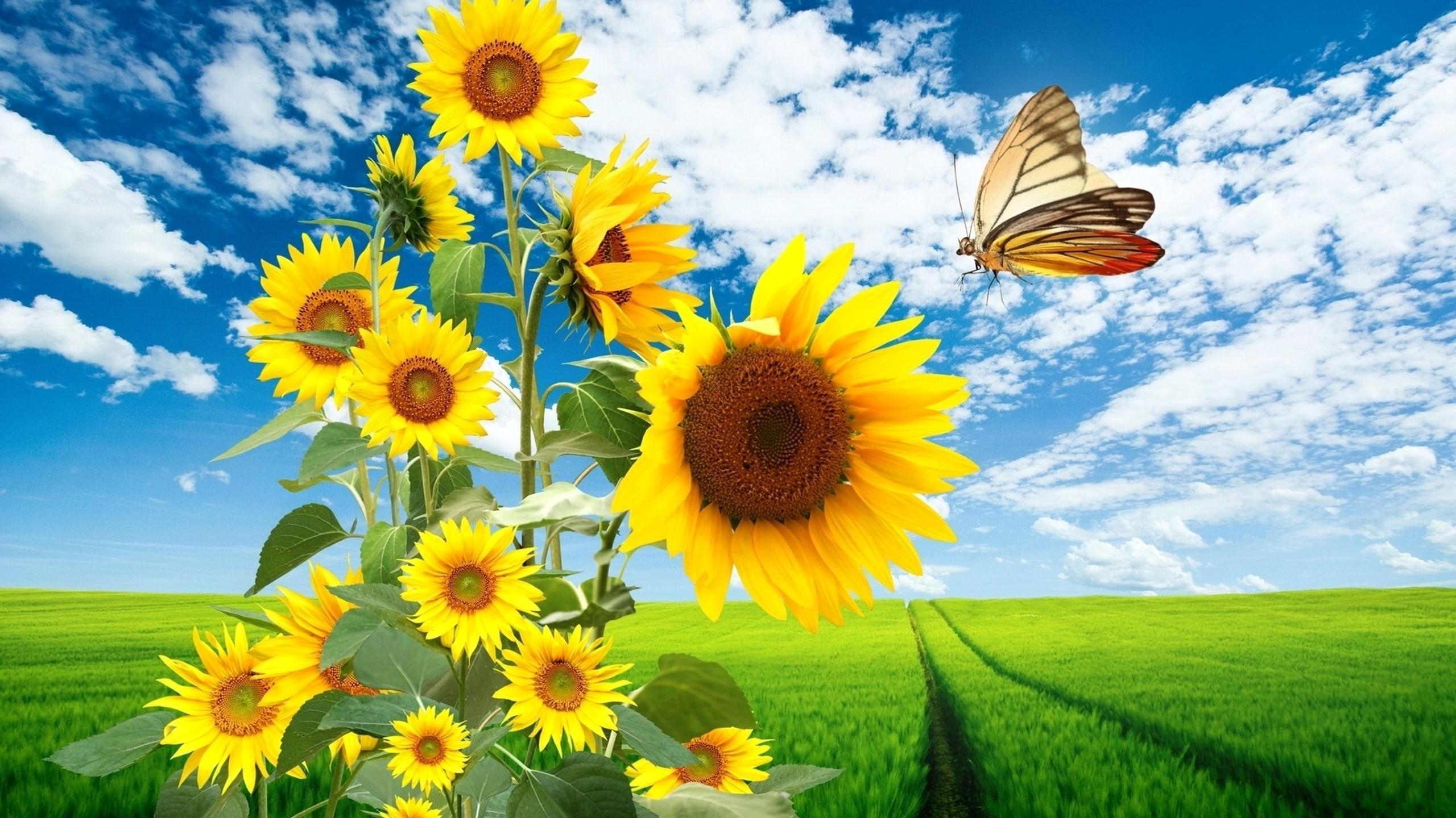 2560x1440 Big sunflowers and a beautiful butterfly
