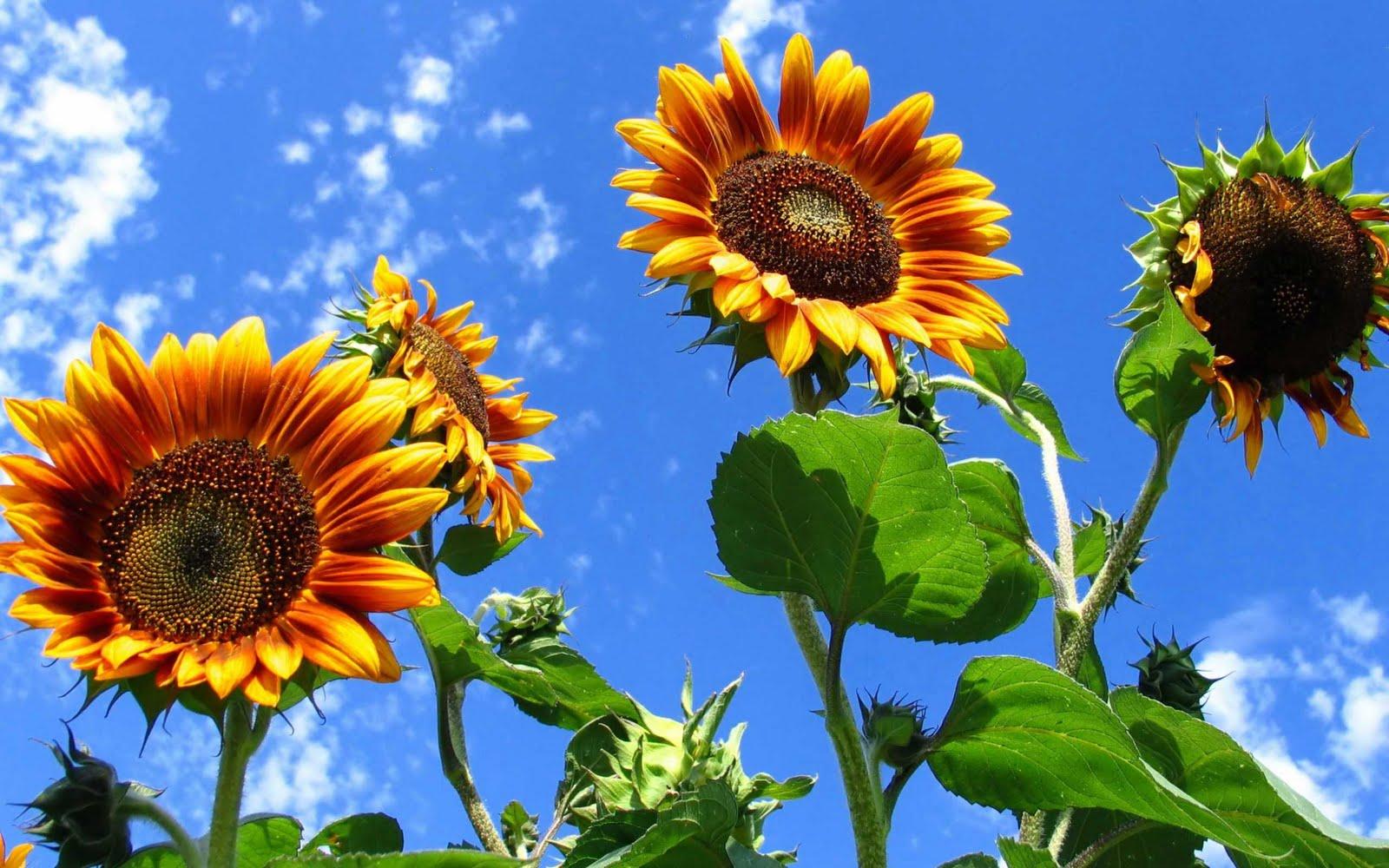 1600x1000 wallpaper: Beautiful Sunflower Wallpaper