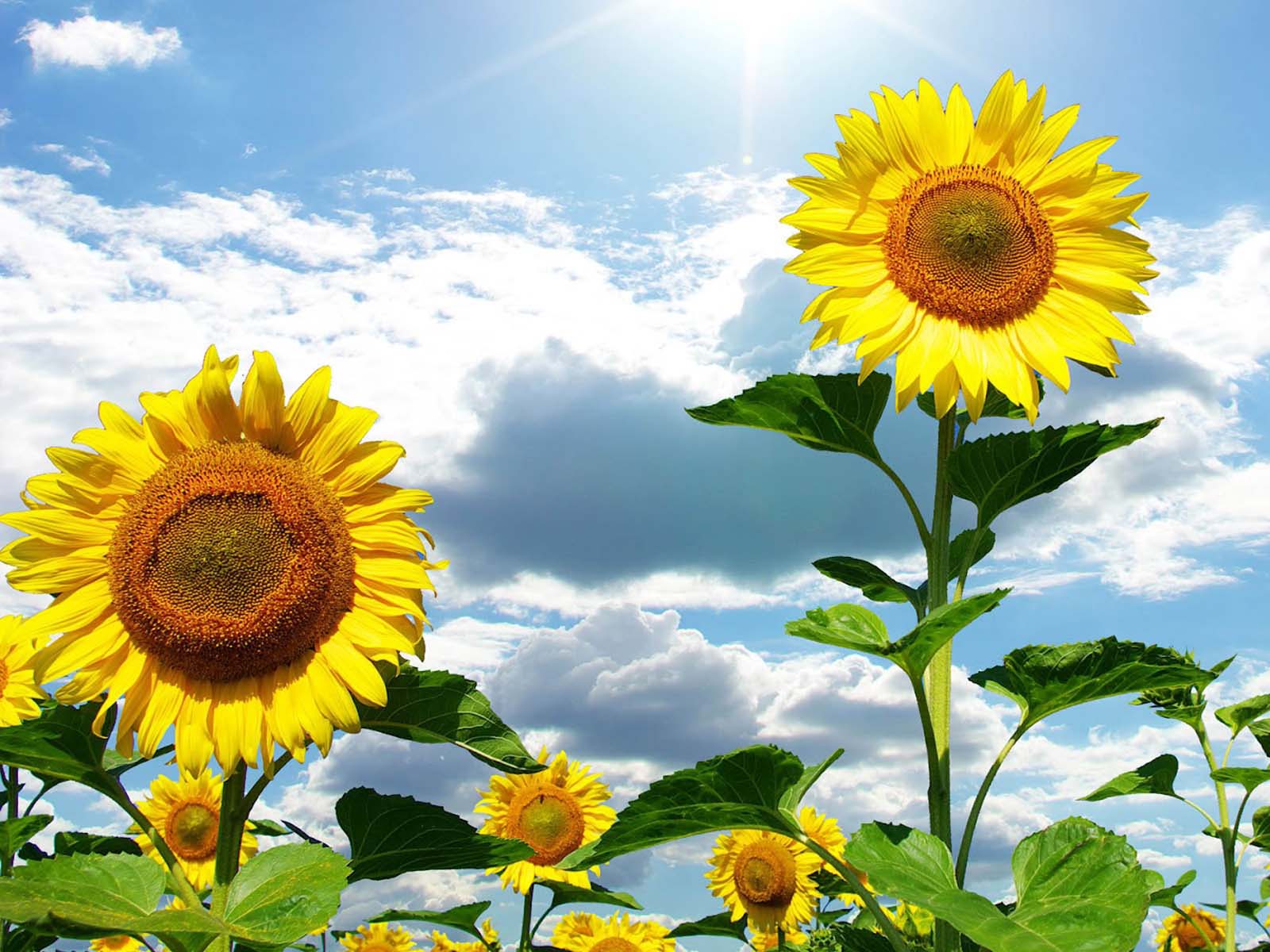 Beautiful Sunflowers Wallpapers - Top Free Beautiful Sunflowers ...