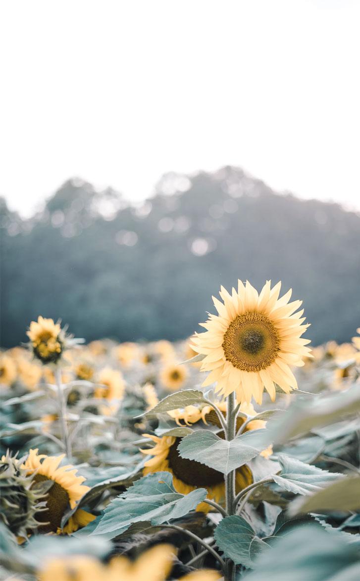 727x1172 Beautiful sunflowers #summer #flowers Wallpaper