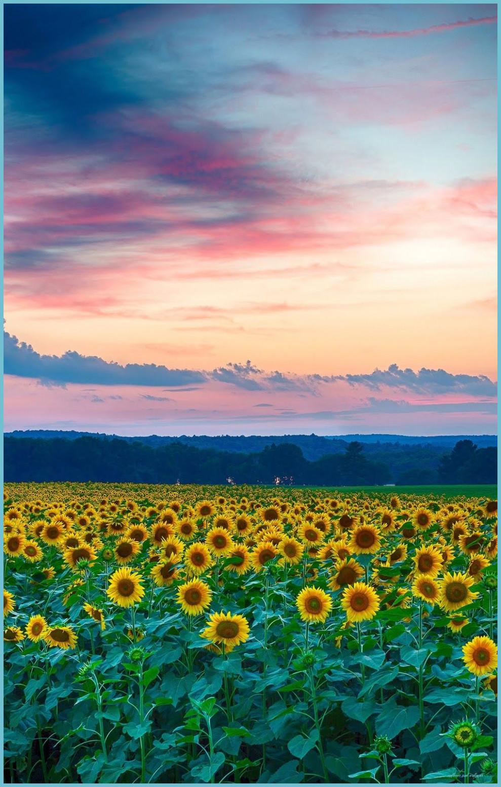 989x1552 Sunflowers Field [iPhone IPad] Sunflower Wallpaper, Beautiful IPad Wallpaper