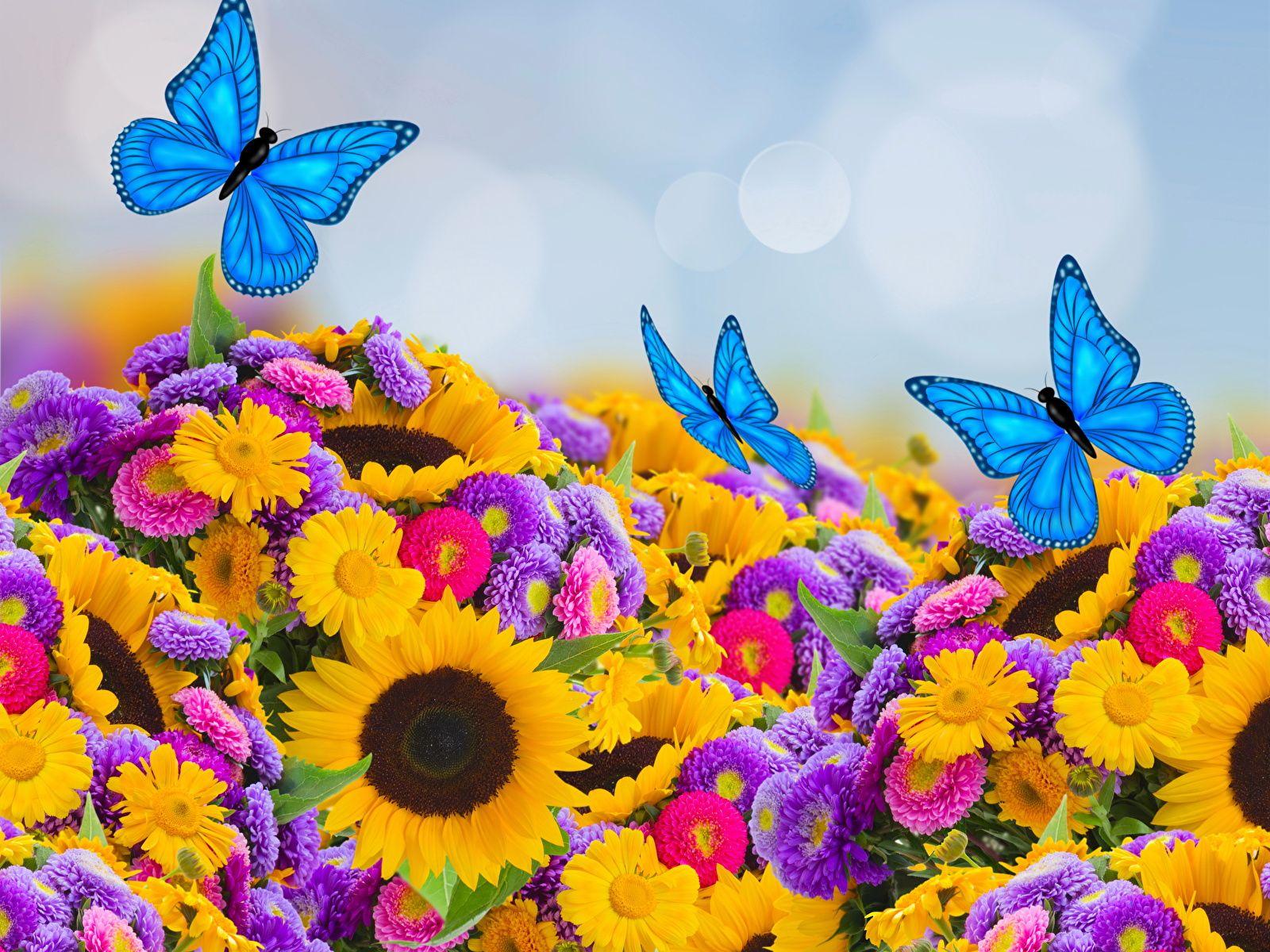 1600x1200 Sunflowers and Butterflies Wallpaper