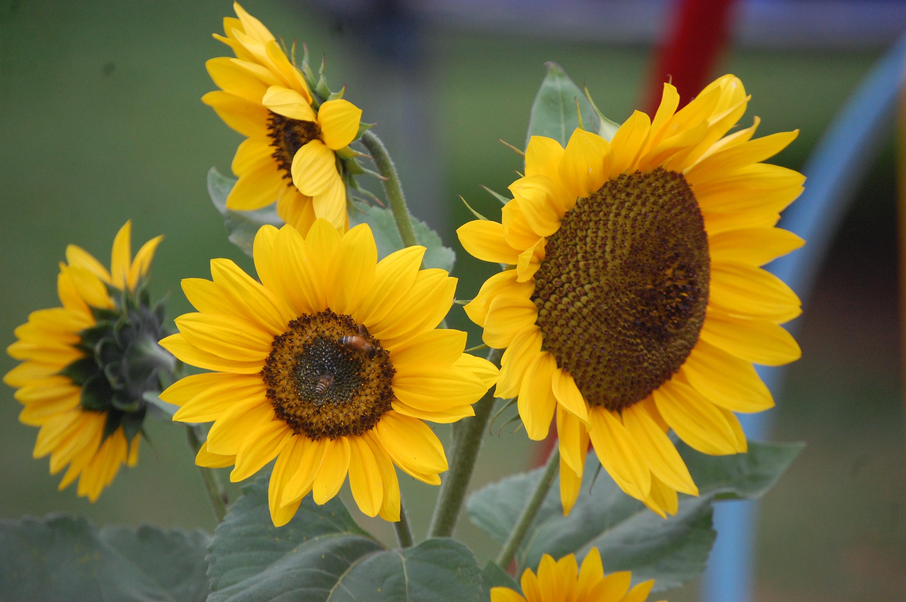 3008x2000 Beautiful Flower Wallpaper with Sunflowers in Garden Wallpaper. Wallpaper Download. High Resolution Wallpaper