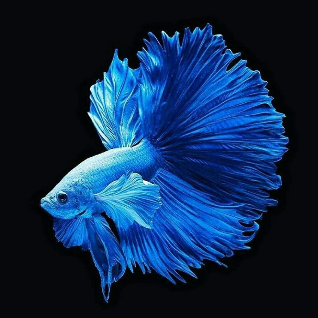 Beautiful blue fish black background 640x1136 iPhone 55S5CSE wallpaper  background picture image
