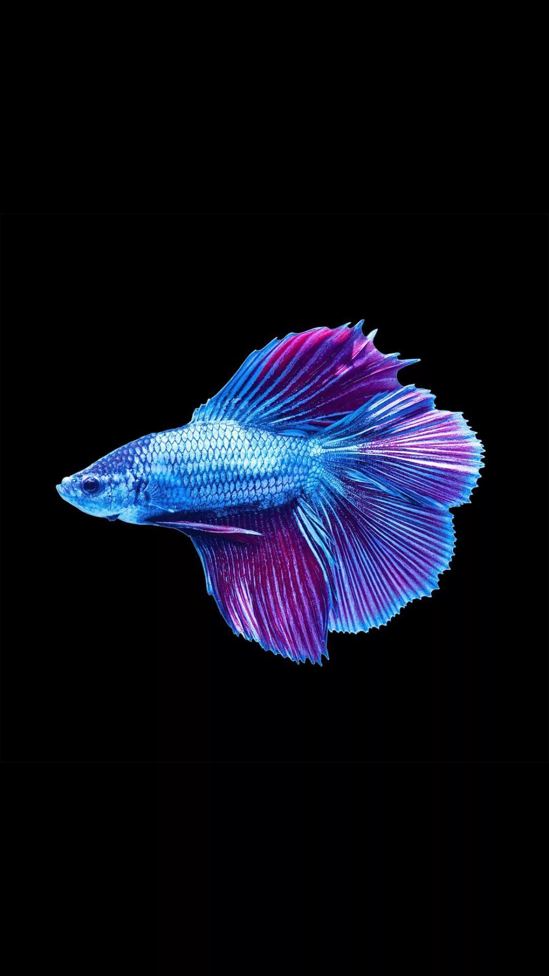 Blue Betta Fish Wallpapers - Top Free Blue Betta Fish Backgrounds