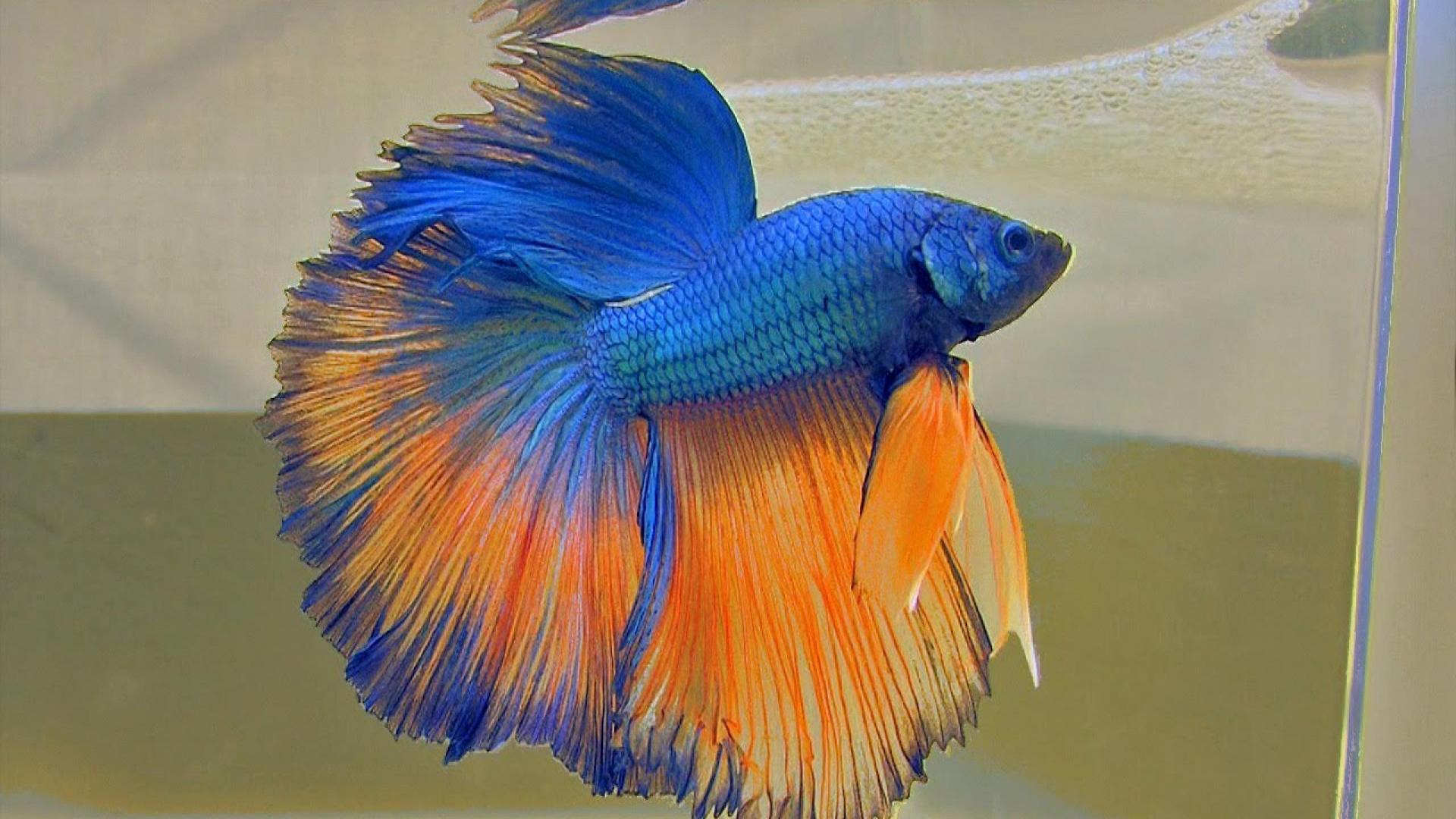 Free download Wallpapers 3d Wallpaper Amazing Colourful Betta Fish Photos  Fighter [670x506] for your Desktop, Mobile & Tablet | Explore 49+ Everquest  Wallpaper and Screensavers | Everquest 2 Wallpaper, Screensavers And  Backgrounds, Everquest Wallpaper