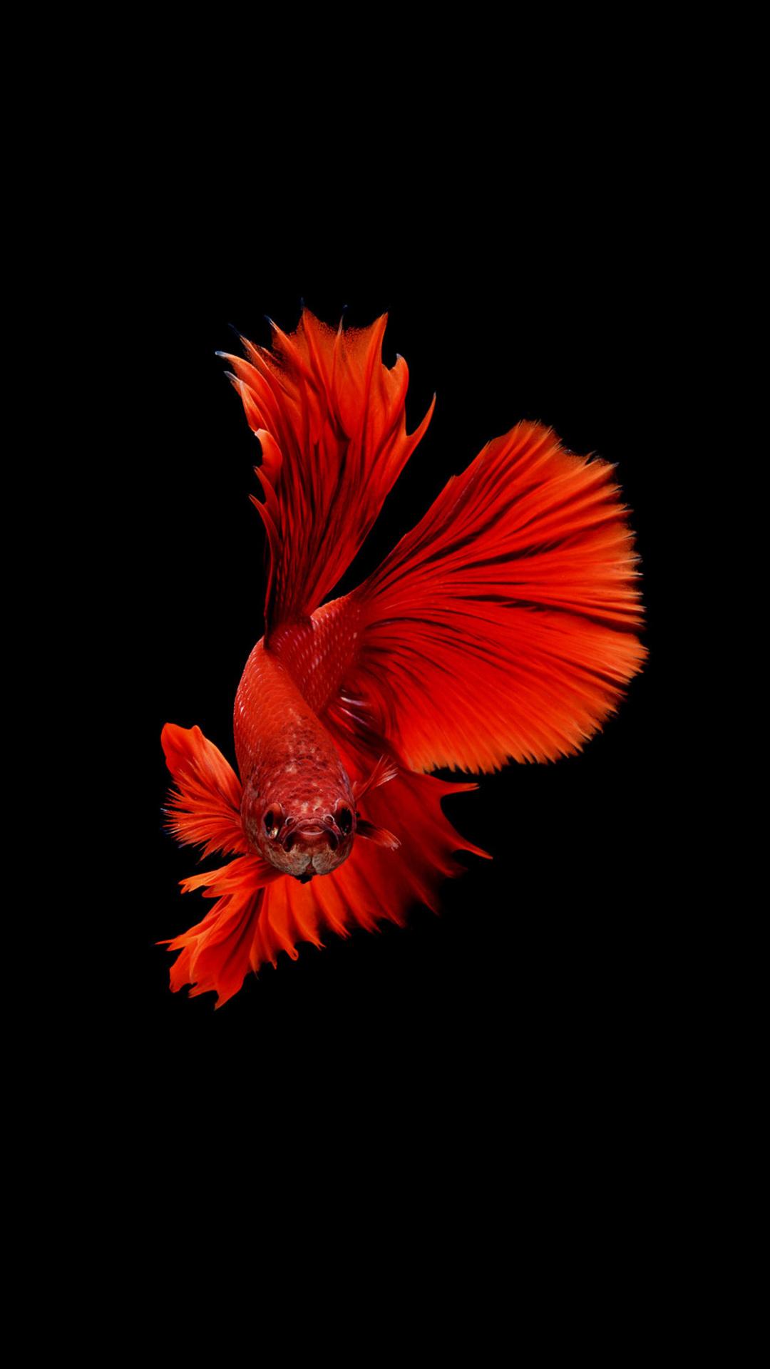 Blue Betta Fish Wallpapers - Top Free Blue Betta Fish Backgrounds