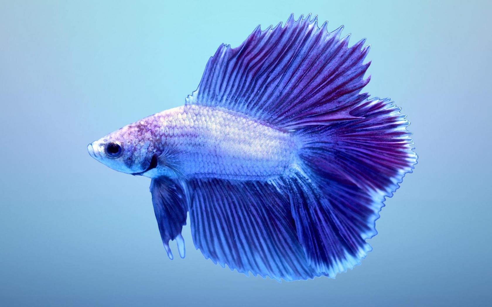 1680x1050 Halfmoon Betta Wallpaper 2 of 7 Double Tail Halfmoon Wallpaper. Wallpaper Download. High Resolution Wallpaper