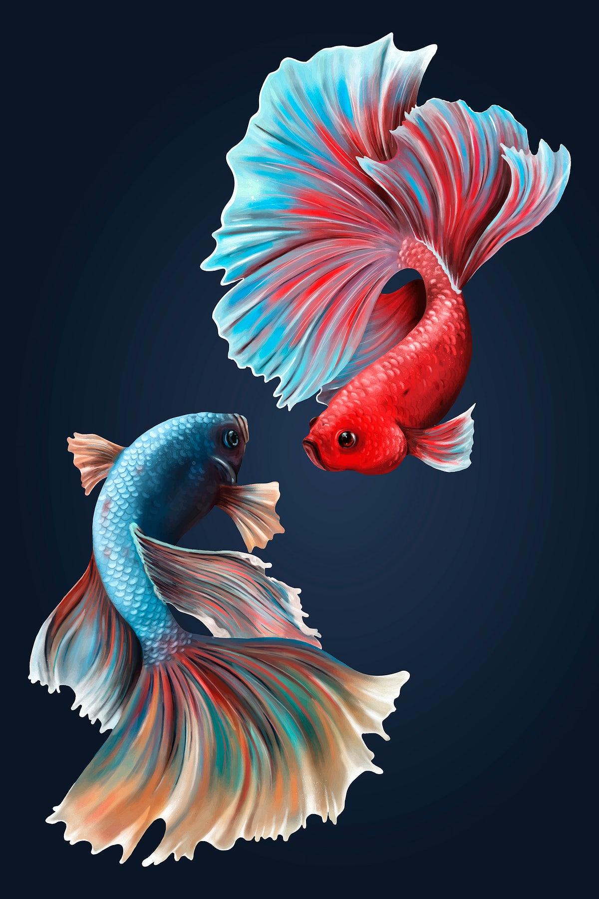 Blue Betta Fish Wallpapers - Top Free Blue Betta Fish Backgrounds