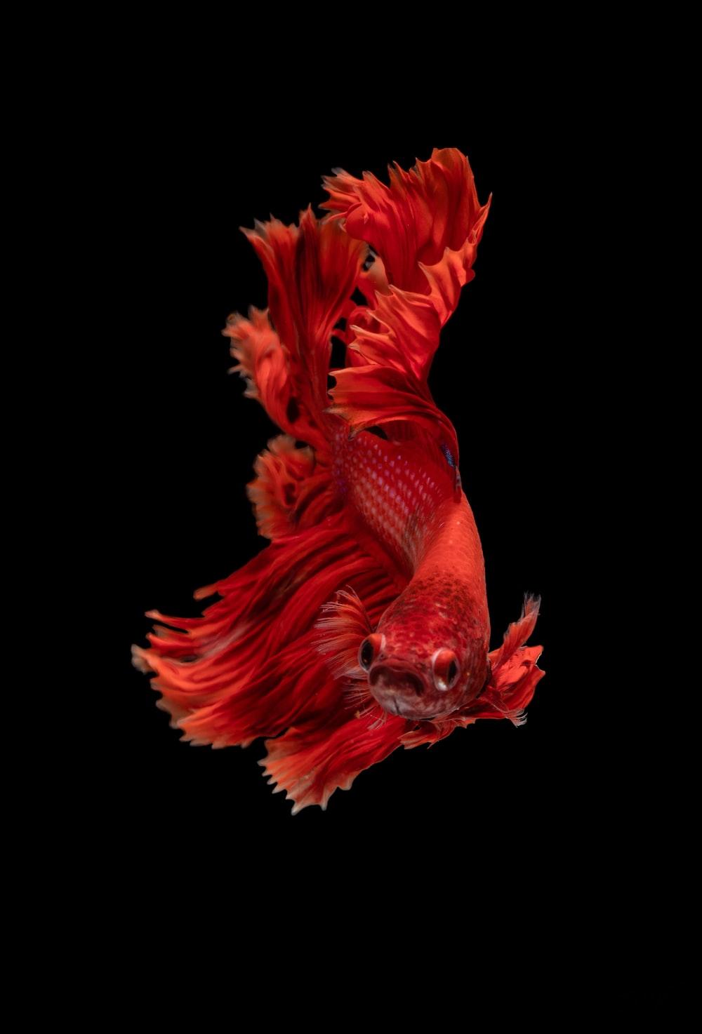 Blue Betta Fish Wallpapers - Top Free Blue Betta Fish Backgrounds