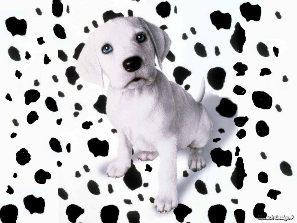 1024x768 Dalmatian Background. Costume Deville