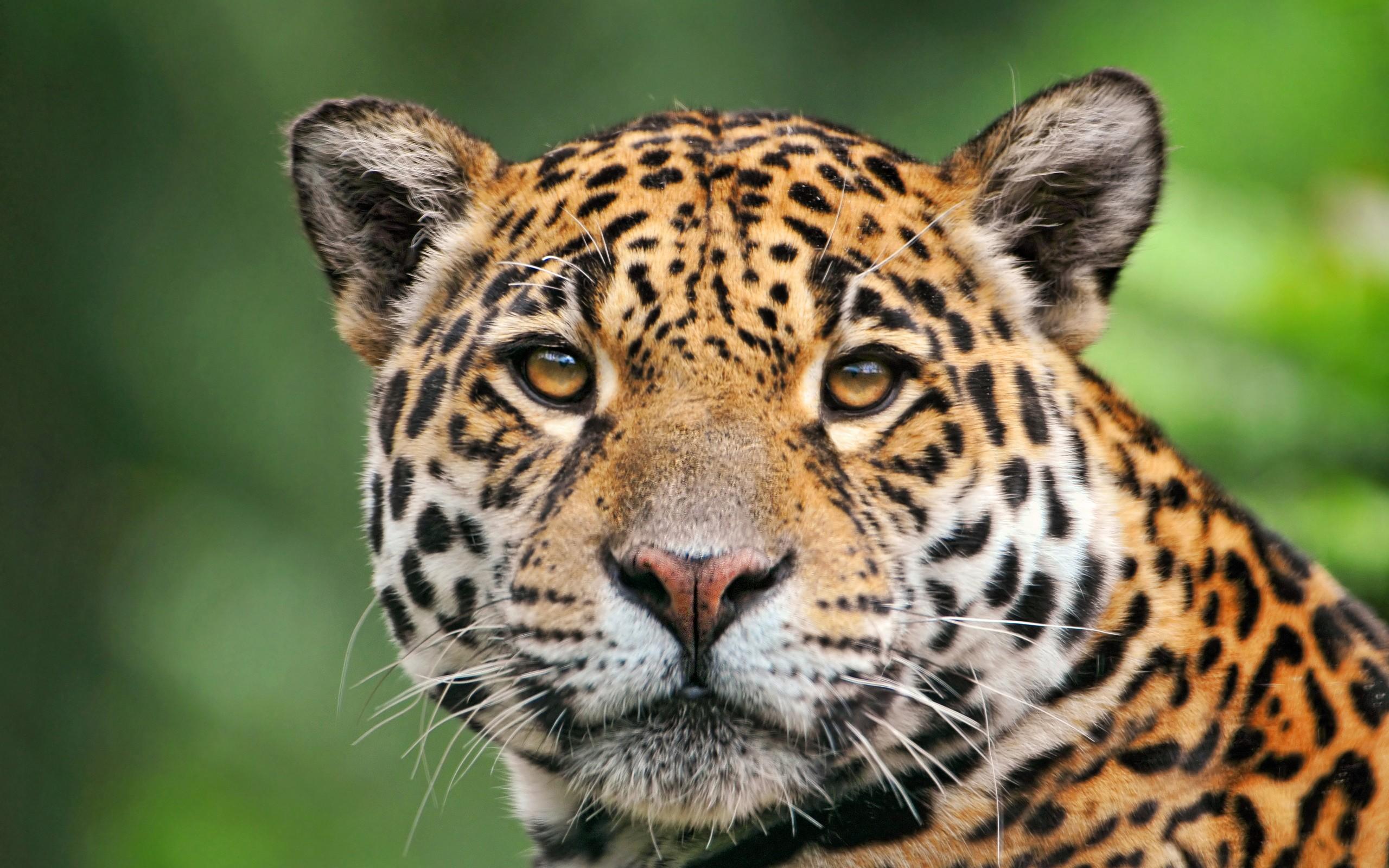 2560x1600 Free download Tropical Rainforest Animals Wallpaper Jaguar of the [2560x1600] for your Desktop, Mobile & Tablet. Explore Tropical Rainforest Wallpaper. Rainforest Wallpaper for Walls, Rainforest Wallpaper for Desktop, Tropical Jungle Wallpaper