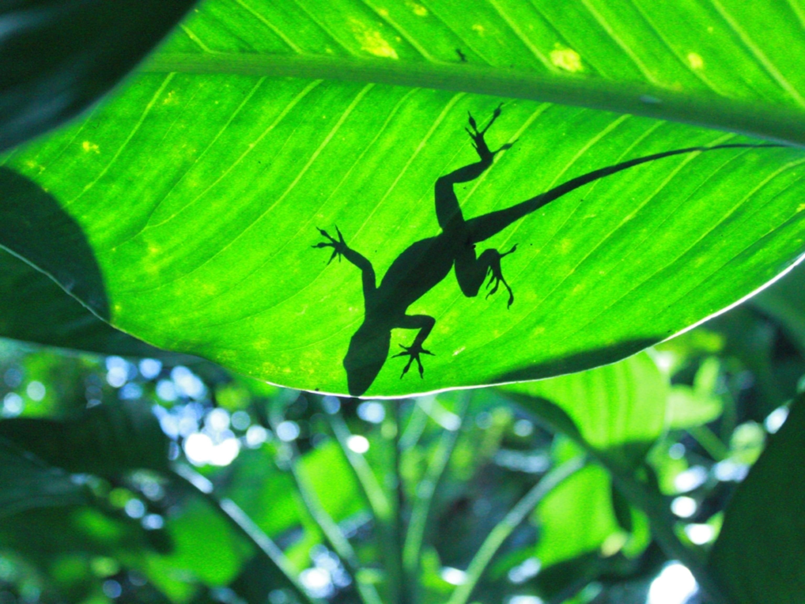 3072x2306 Rainforest and Amazon facts and information