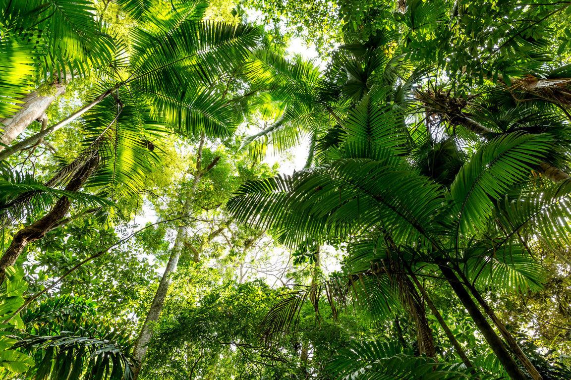 1152x767 Animal Agriculture Is Destroying Tropical Forests Animals Facts & News by World Animal Foundation