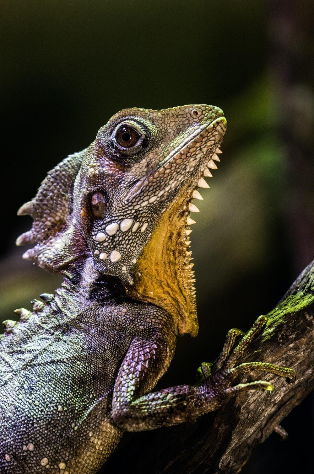 1000x1511 Rain Forest Animal Picture. Download Free Image