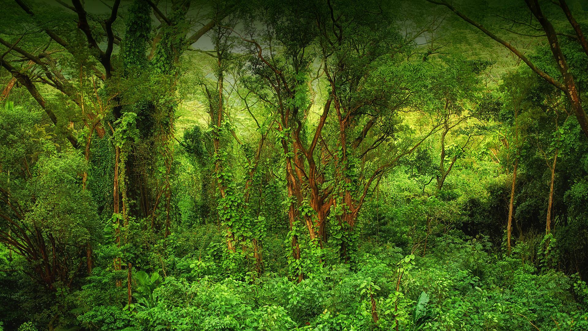 1920x1080 Forest Animals Name. ALL. Animal List A to Z. Garst Wildlife Photo. Libraries. Colorado State University