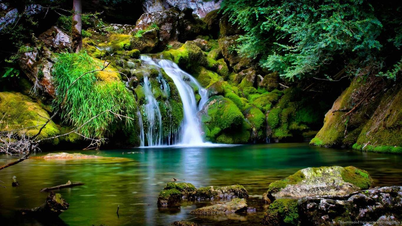 1366x768 Amazon Forest Wallpaper Desktop