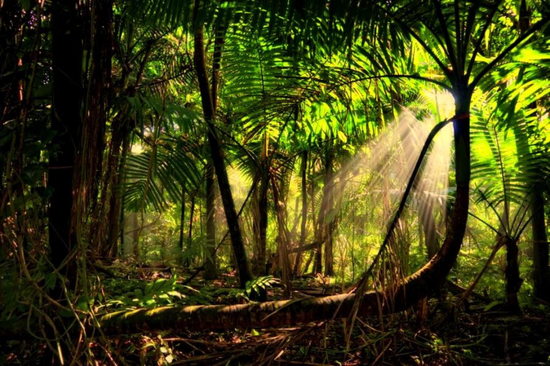 Brazil Rainforest Wallpapers - Top Free Brazil Rainforest Backgrounds