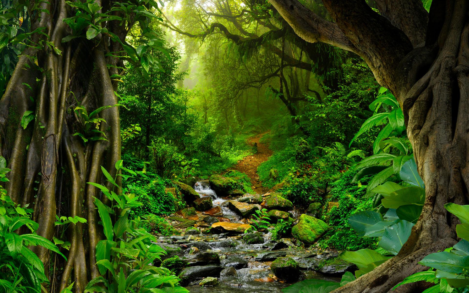 1920x1200 Amazon Rainforest Wallpaper and HD Background free download on PicGaGa