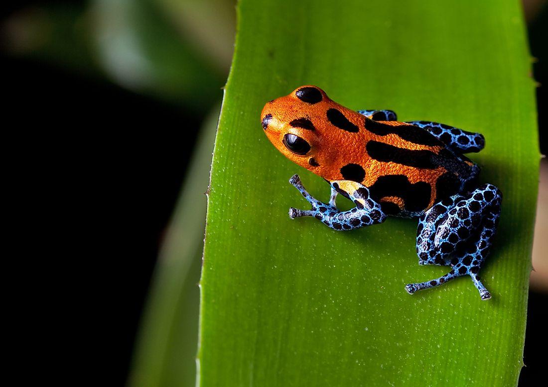 1100x778 The Most Dangerous Animals Of The Amazon Rainforest