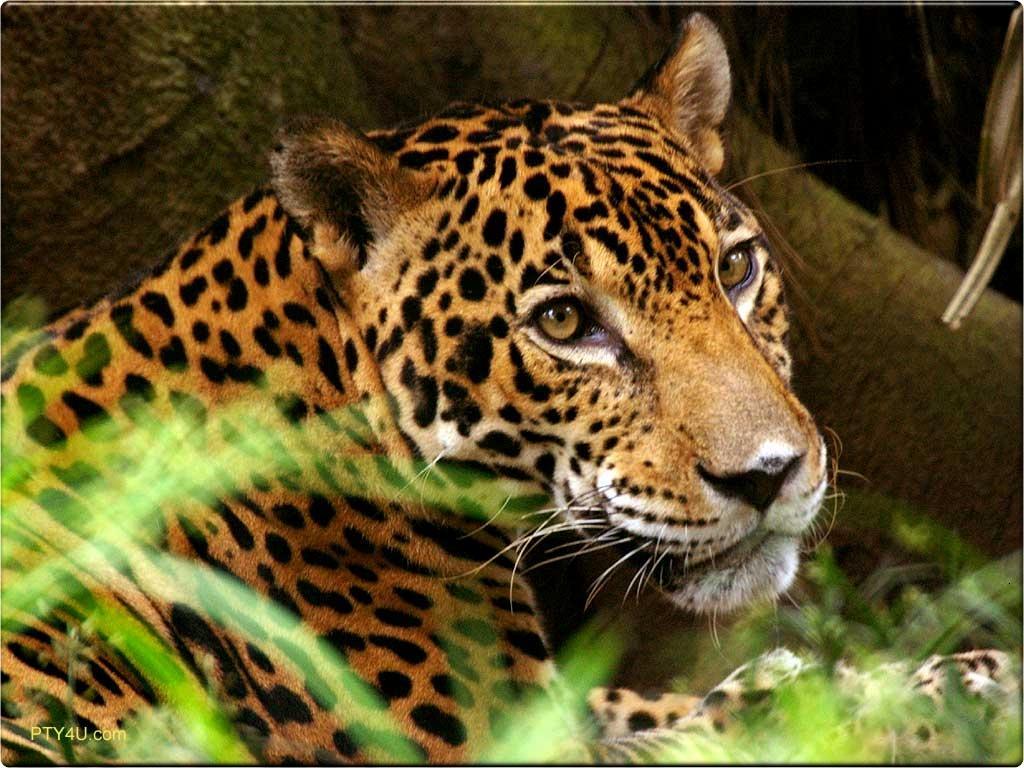 1024x768 Forest Animal Wallpaper