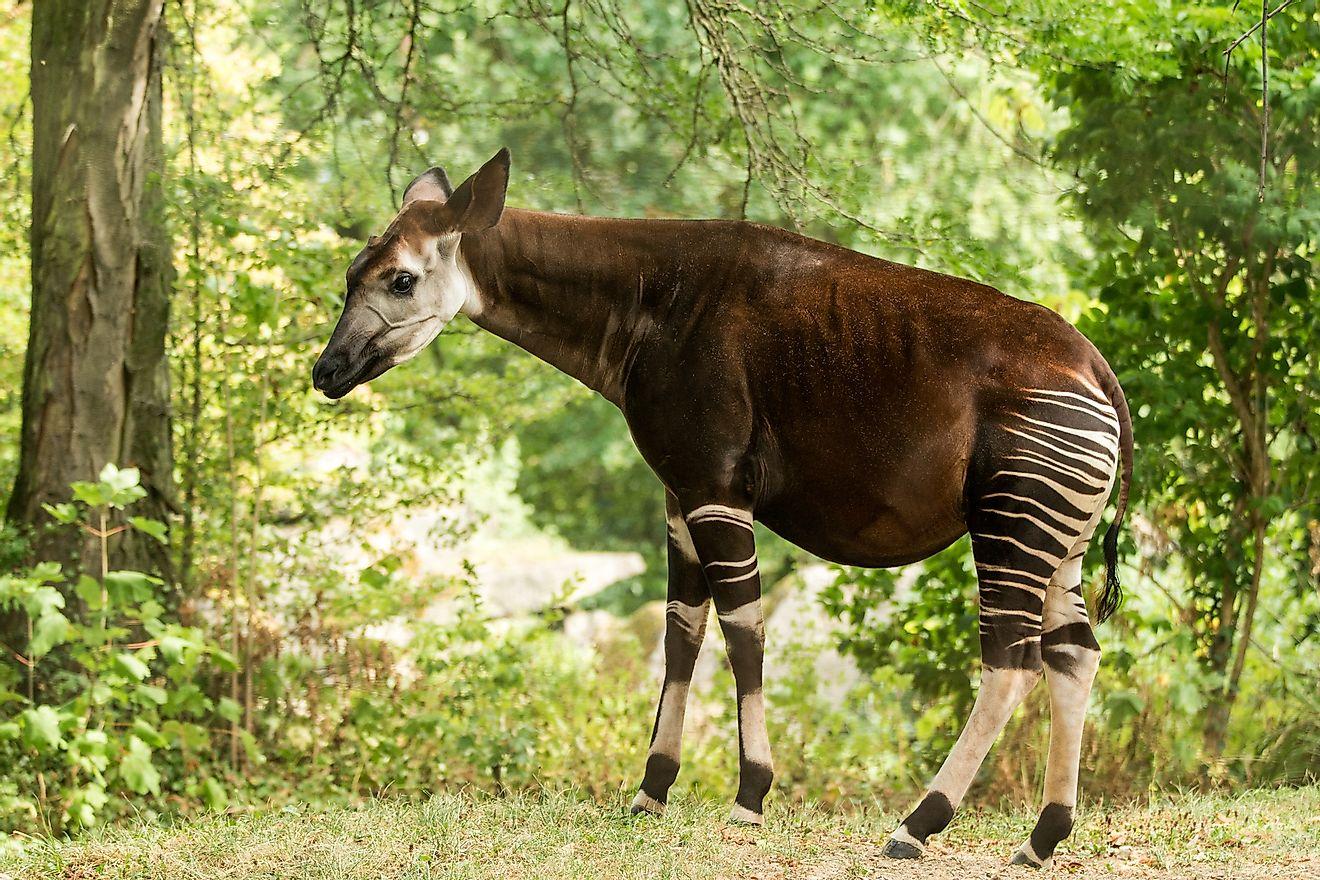 1320x880 What Animals Live In The Tropical Rainforest?