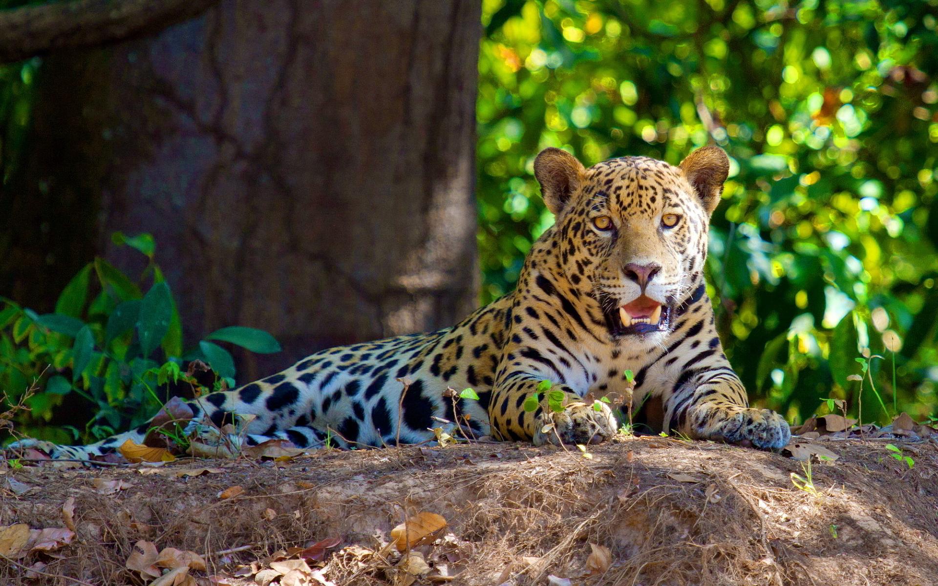 1920x1200 Jaguar In Amazon Rainforest