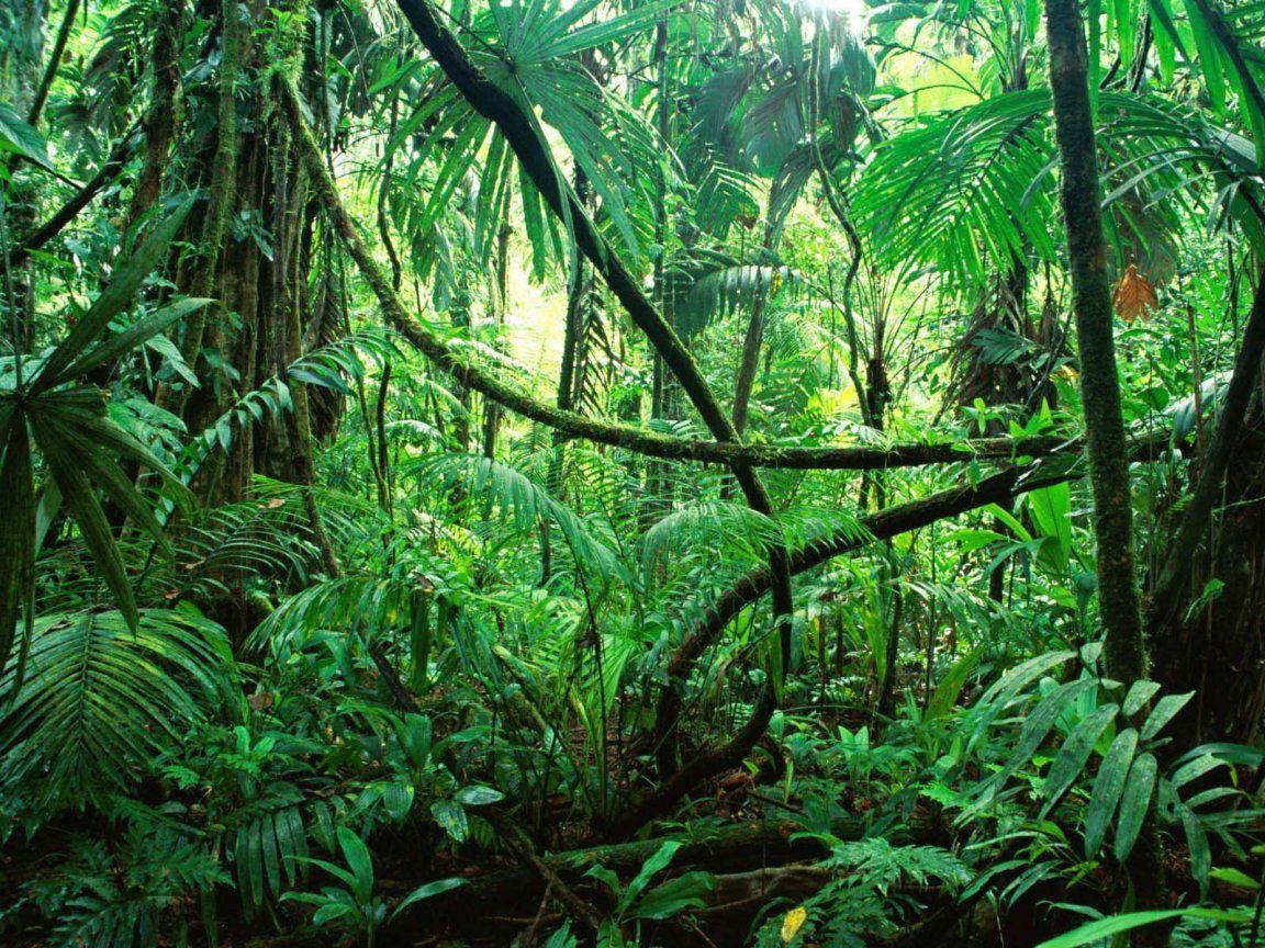 1152x864 High Resolution Tropical Rainforest Wallpaper