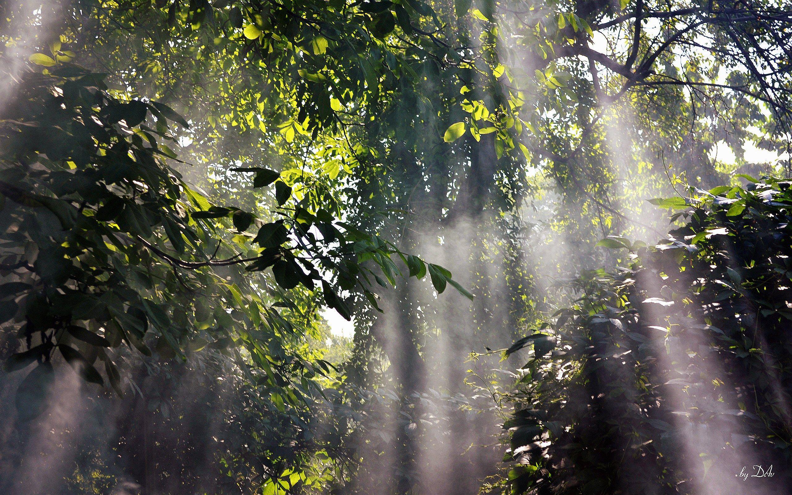 2560x1600 light shining into the rainforest. Forest wallpaper, Foggy forest, Rain wallpaper
