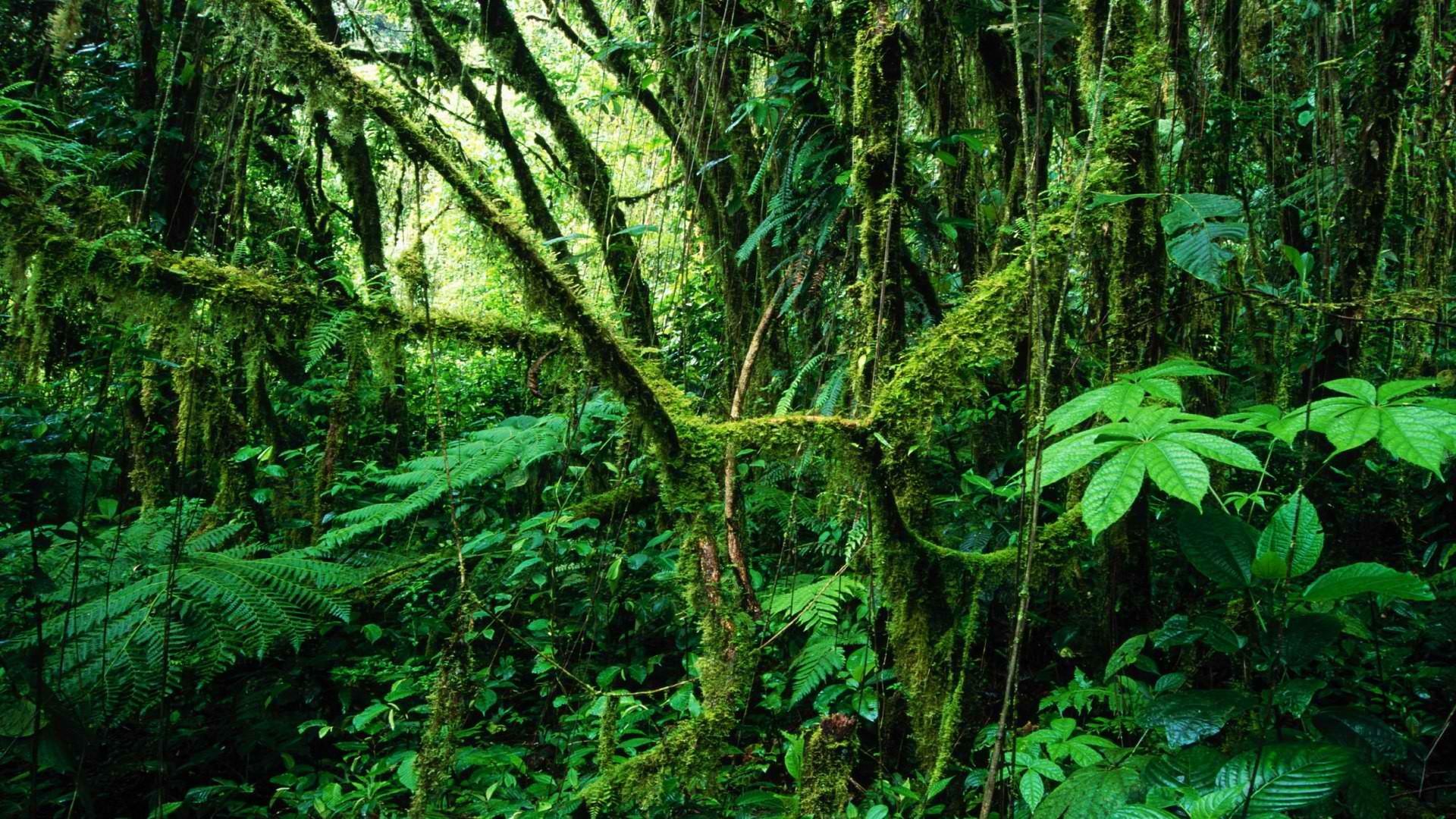 1920x1080 costa, Rica, Rainforest Wallpaper HD / Desktop and Mobile Background
