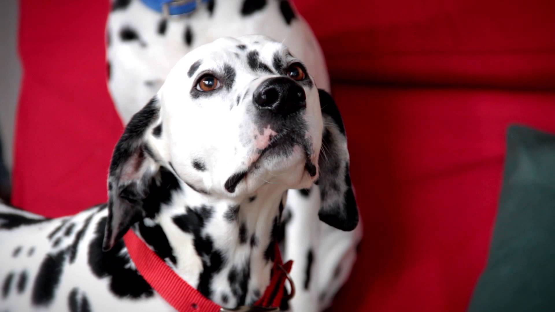 1920x1080 Sky Movies Disney 101 Dalmatians Scene