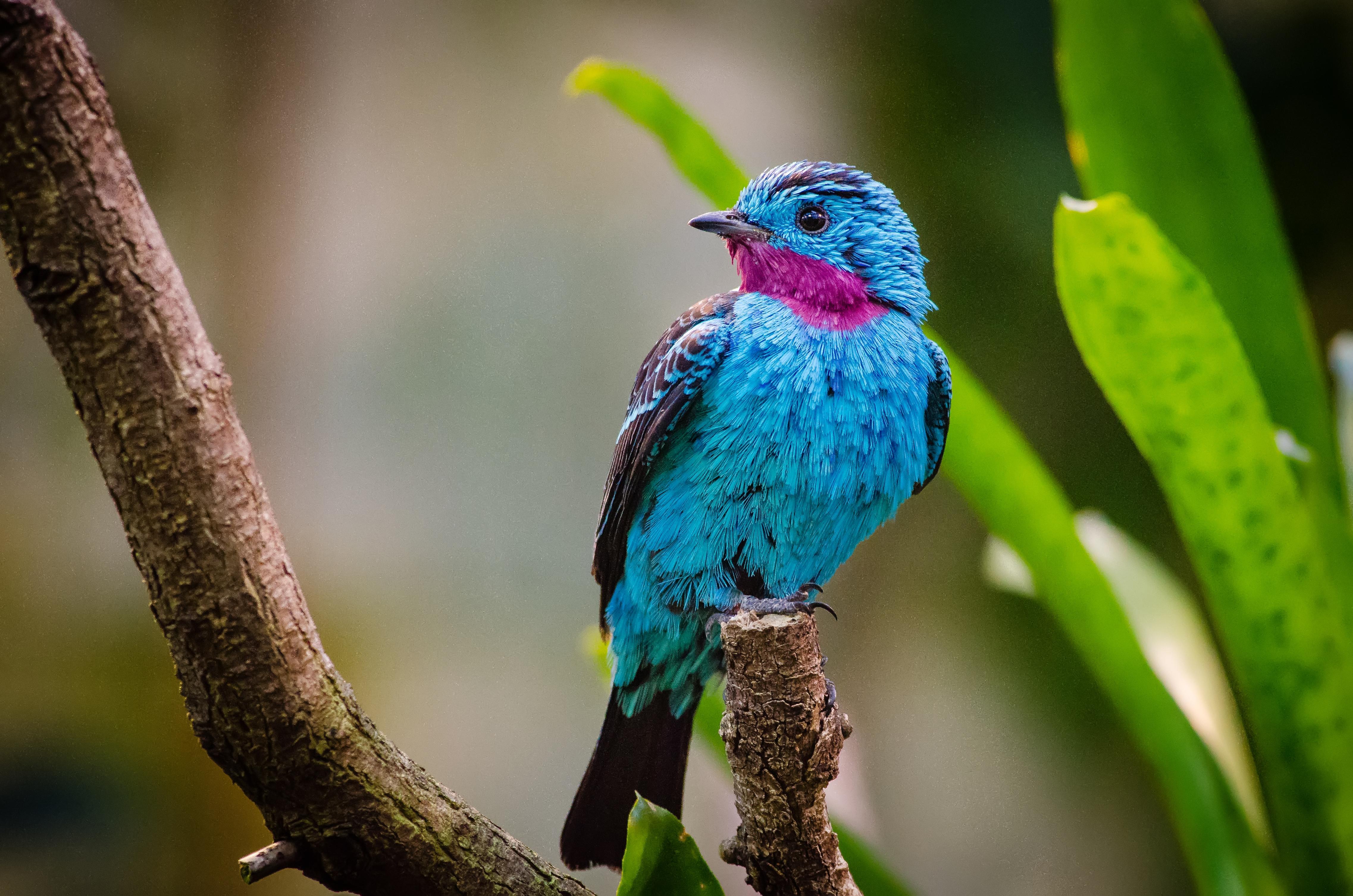 4548x3012 #Spangled cotinga, #Amazon Rainforest, K. Mocah HD Wallpaper