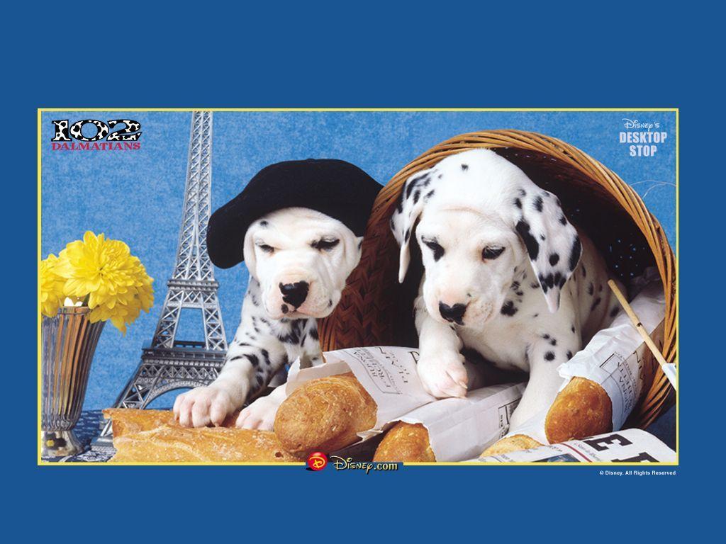 1024x768 1024x768px 102 Dalmatians Wallpaper