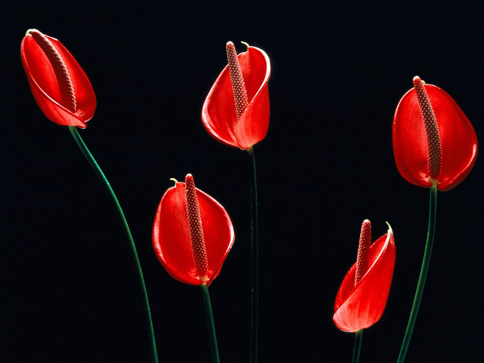 1600x1200 Beautiful Black Wallpaper for your Desktop Mobile and Tablet