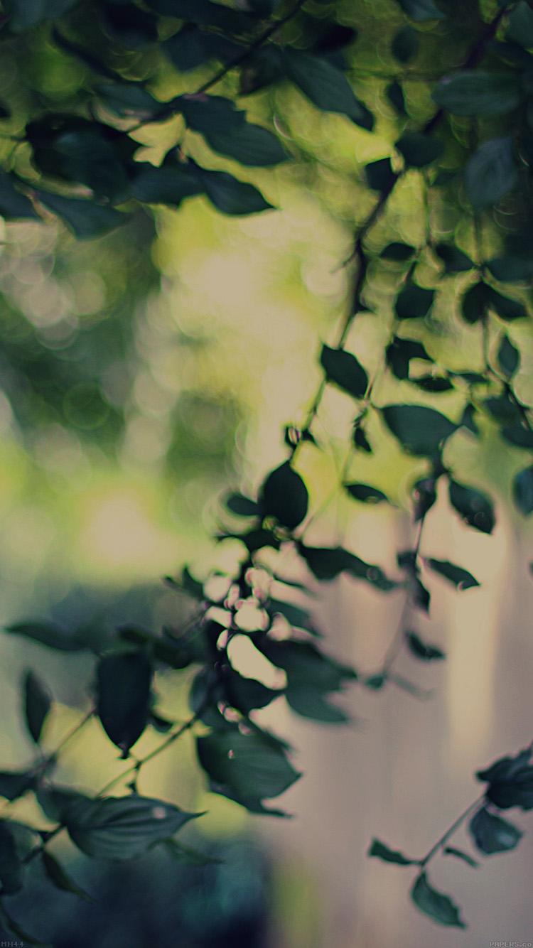 750x1334 iPhone X wallpaper. tree bokeh calm lovely morning nature park