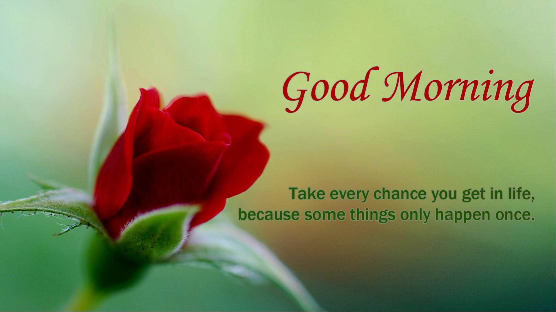1920x1080 Good Morning Rose Flower