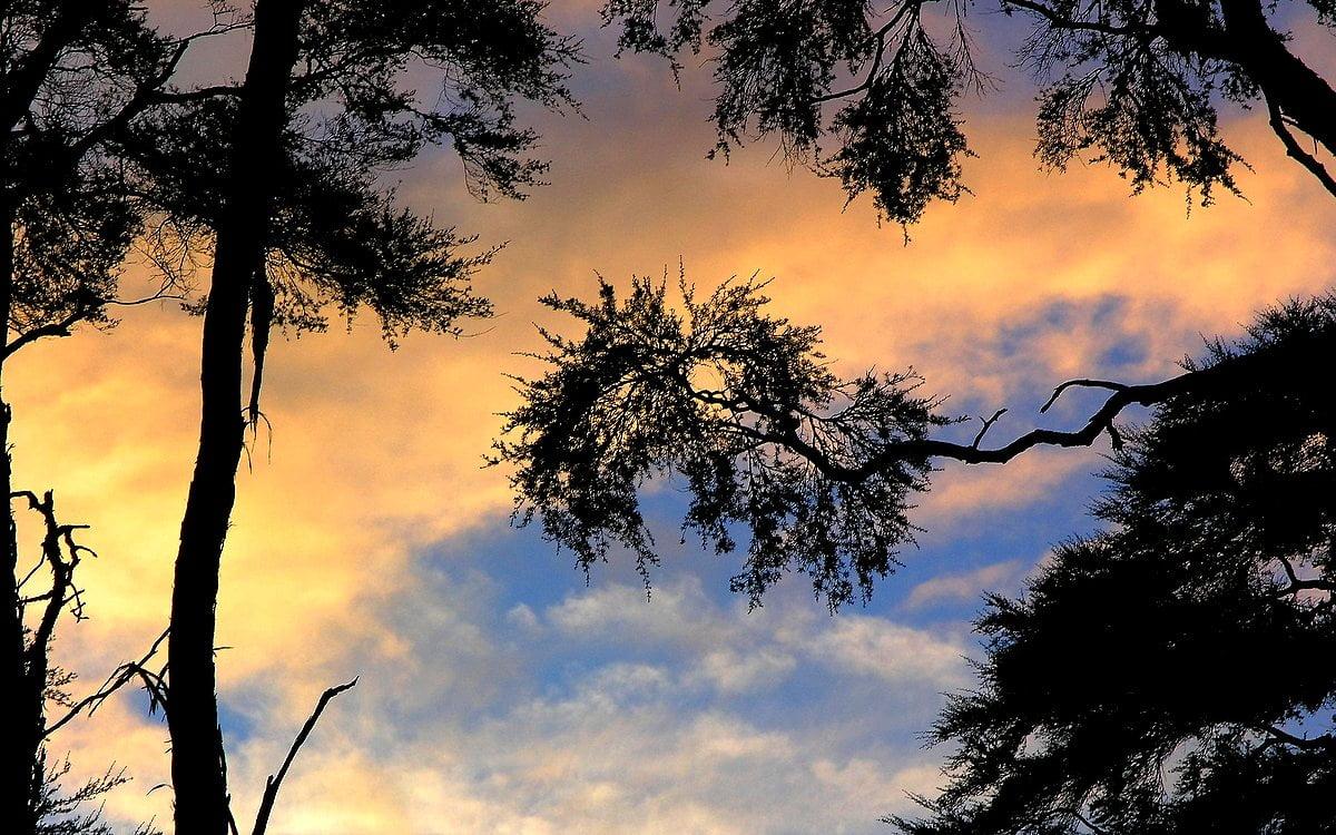 1200x750 Morning wallpaper HD. Download Free background