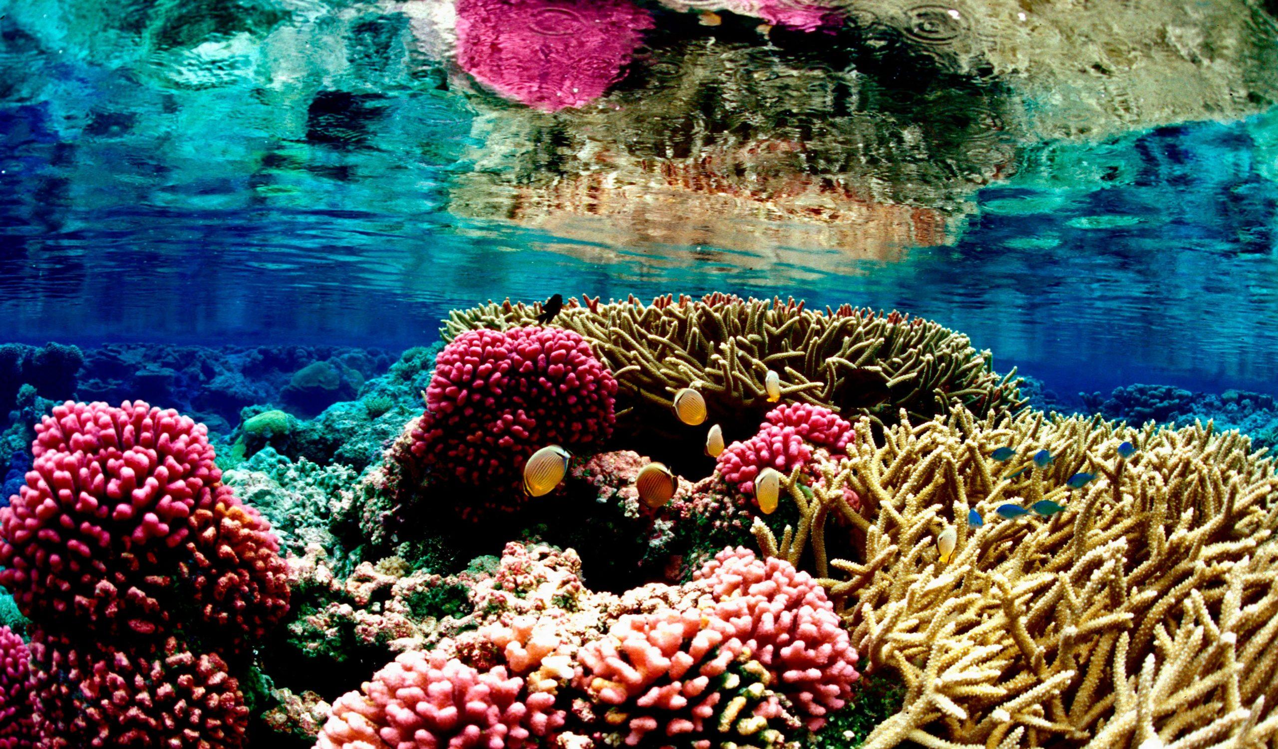 2560x1500 Top coral reef wallpaper HD Download Book Source for free download HD, 4K & high quality wallpaper